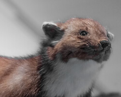 Marderbiss - eine der häufigsten Kaskoschäden Marderbiss - eine der häufigsten Kaskoschäden